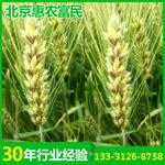 有机小麦优质良种黑小麦高产稳产小麦种子农大3685