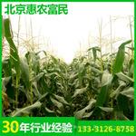 厂家提供甜玉米水果玉米新品种 秦龙甜1号玉米种子