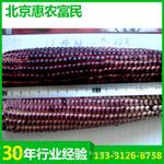 厂家批发零售非转基因优质黑玉米耐旱高产抗倒新品种黑糯1号