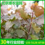 优质园林苗木种子 公路绿化北京苗木红叶杨乔木新品种