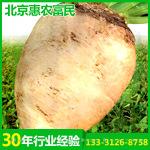 厂家供应 供应德国KWS9103甜菜种子 多粒型糖用甜菜种子