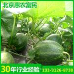 厂家供应 温室蔬菜种子批发 菜园高产蔬菜种子