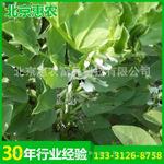 厂家销售特色农业项目富硒蚕豆种子 农大363黑蚕豆