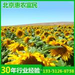 热销推荐 适宜内蒙古吉林抗病食葵向日葵丰杂葵 美葵DL3633 种子