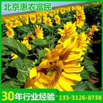 厂家供应 内蒙古高产向日葵种子批发美葵DL3633诚招代理
