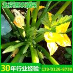 厂家直销籽用西葫芦种子 抗病高产新农丰9号（瑞丰9号）