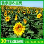 厂家批发 适宜河北新疆内蒙古吉林四川食用葵新品种美葵DL363
