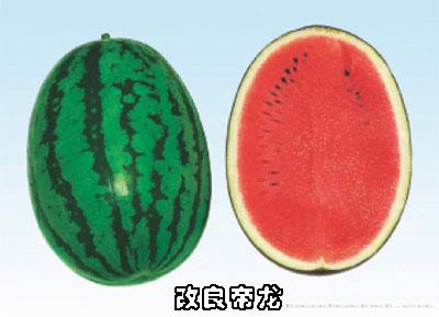 改良帝龙 F1