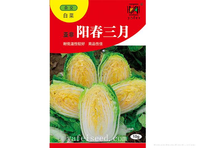 亚非阳春三月