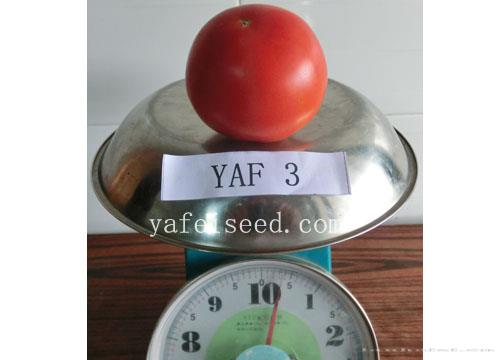  YAF3