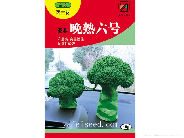 亚非晚熟六号