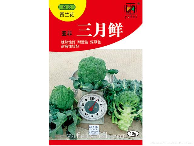 亚非三月鲜