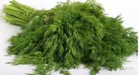 茴香 - 茴香种子