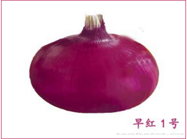 早红一号