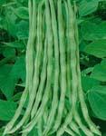 红籽泰国架豆 - 架豆种子