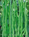 泰国架豆 - 架豆种子