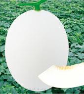 香山脆梨