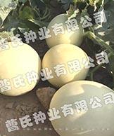 伊丽莎白