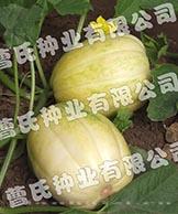 糖皇