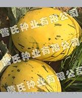 金钱豹