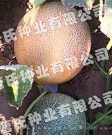 金刚