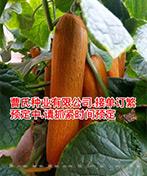 老黄瓜
