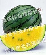 金凤