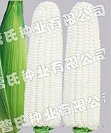 518 200g
