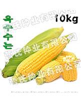 高粘玉米10kg