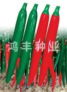鸿丰404——尖椒种子