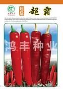 超霸——尖椒种子