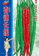   香辣长线