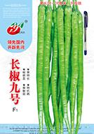   长椒九号