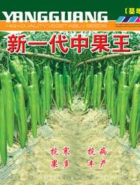   新一代中果王