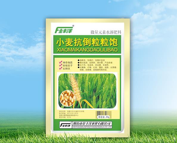 小麦抗倒粒粒饱