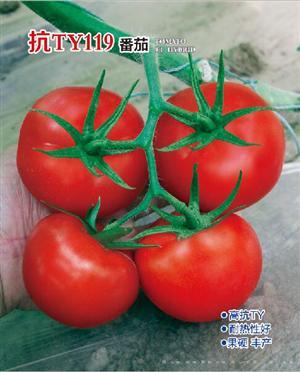 抗TY119--番茄种子