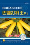 巴盟打籽王