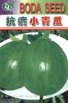 抗病小青瓜