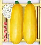精品籽多发