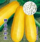 精品籽籽发