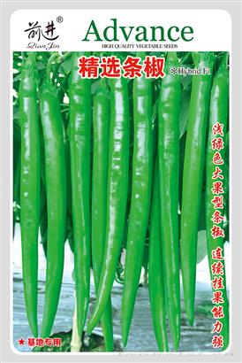 精选条椒