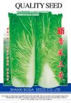 新晋菜三号