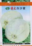 特大白沙蜜
