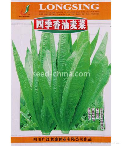 四季香油麦菜