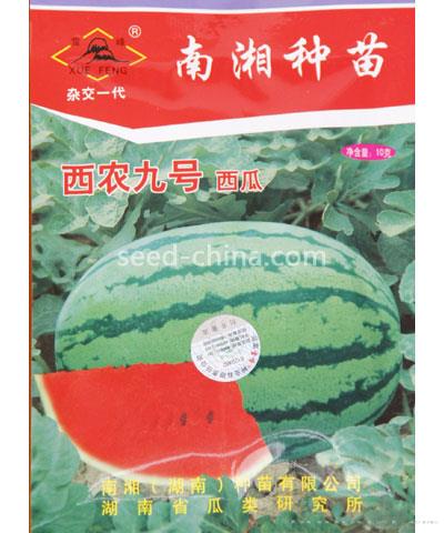 西农九号西瓜