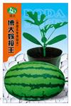 博大嫁接王