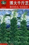 博大千斤芝