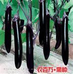 农百万黑帅