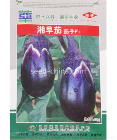 湘早茄
