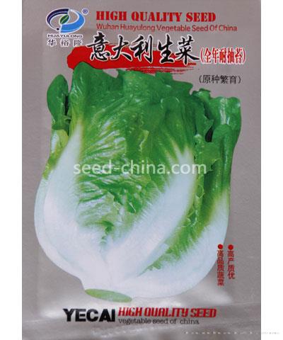 意大利生菜